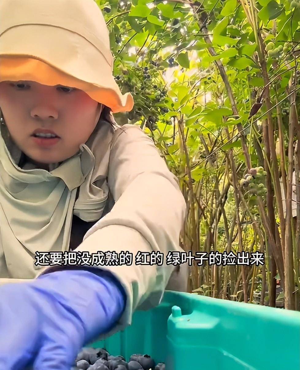 29岁四川女子新西兰打工：每天苹果厂包装9小时，月入三万人民币